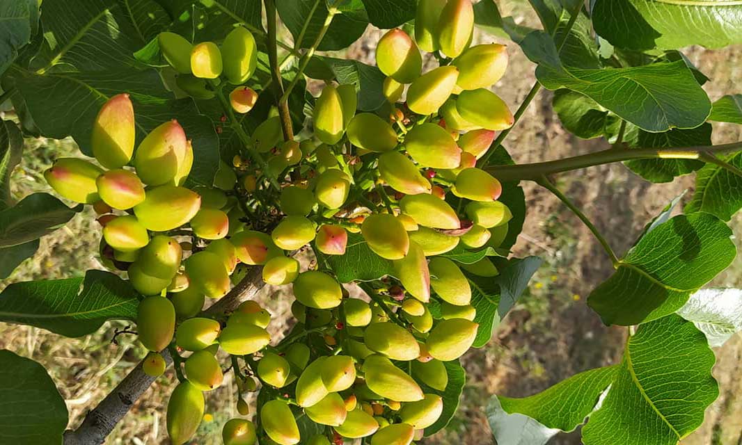 pianta di pistacchi terre caruso