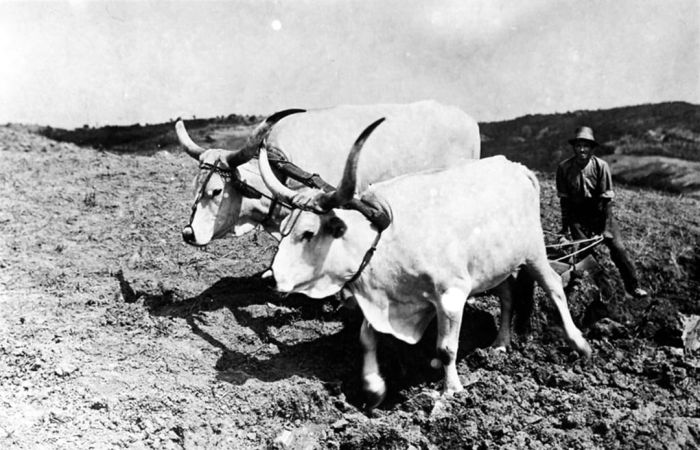 immagine storica dell'azienda con i buoi che trainano l'aratro